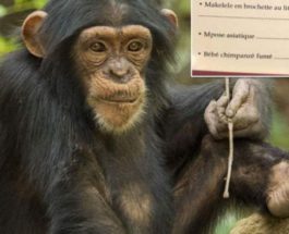 шимпанзе меню