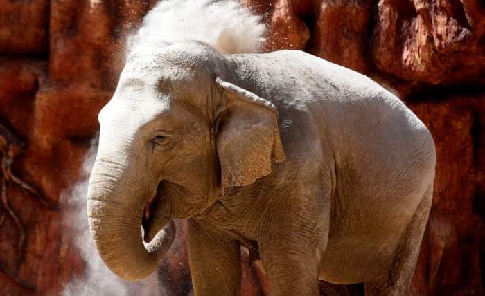 Азиатский слон «Тромпита»