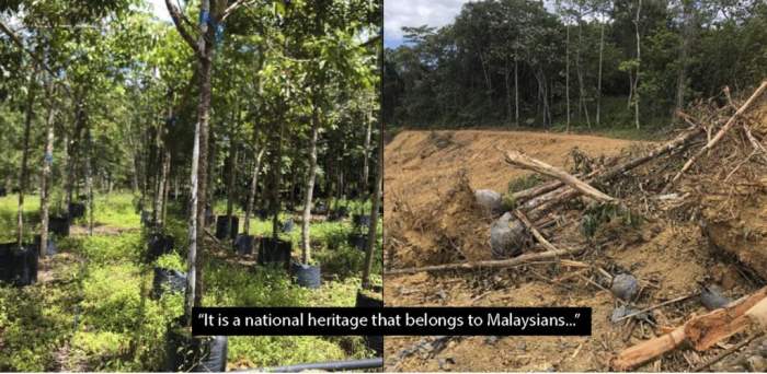 уничтожение леса