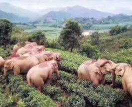 слоны Китай