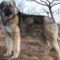 Румынская овчарка,Бранденбург,собака,напала собака