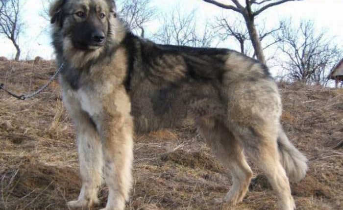 Румынская овчарка,Бранденбург,собака,напала собака