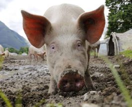 В США душат свиней газом