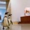 музей пингвины