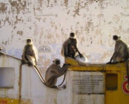 обезьяны индия