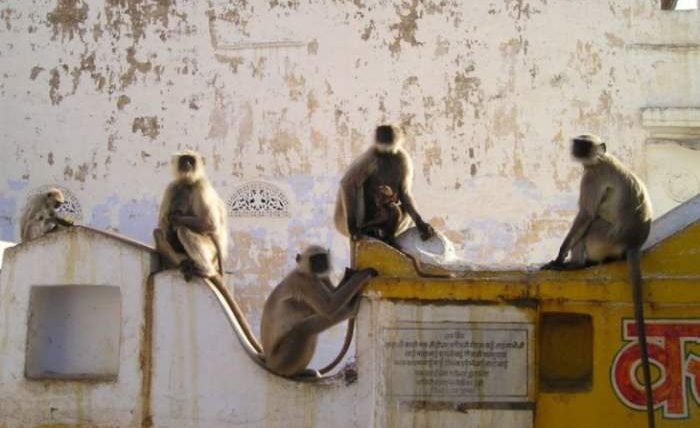 обезьяны индия