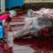 убийство китов в японии