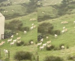 Овцы,Англия,