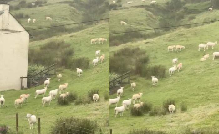 Овцы,Англия,