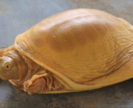 золотистая черепаха