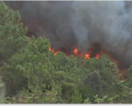 Португалия,лесные пожары,