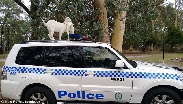 козел полицейская машина