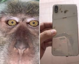 обезьяна смартфон