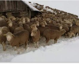 овцы,снег,Альпы,Франция,