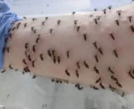 ученый,комары,денге,укусы,