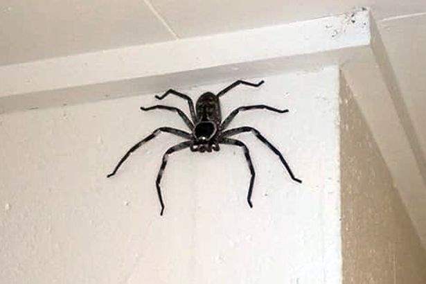 Австралия, паук,