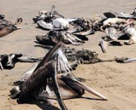 Сенегал, пеликаны, смерть птиц,