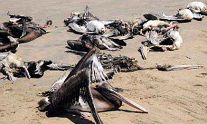 Сенегал, пеликаны, смерть птиц,