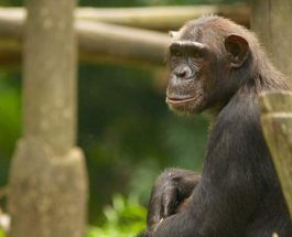 Sarcina troglėtae﻿, шимпанзе, болезнь, Сьерра-Леоне,