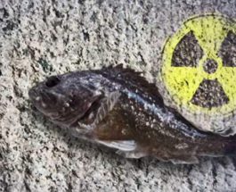 Япония, радиация, радиоактивный окунь, радиоактивная рыба, цезий, радиоактивная вода,