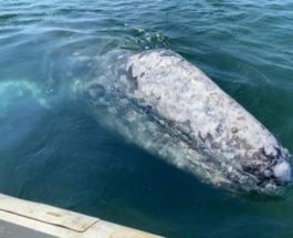 Серый кит, Италия,