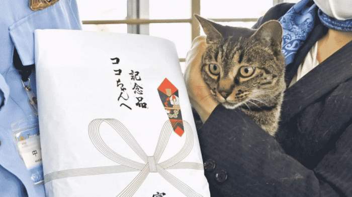 кот, спасение, Япония,
