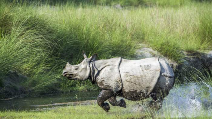 носороги, Непал, популяция,