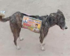 собаки, Индия, выборы, бродячие собаки,