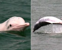 Вьетнам, розовый дельфин,