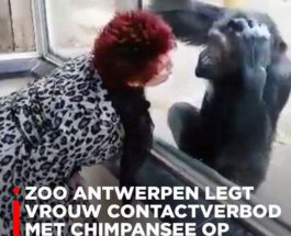 Шимпанзе, Антверпен, зоопарк,