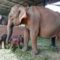 Слоны-близнецы, Шри-Ланка,