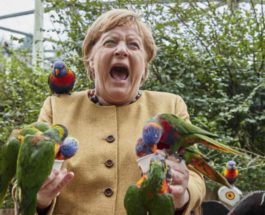 попугай, Ангела Меркель,