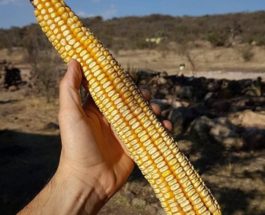 Мексика, кукуруза, початки, Джала,