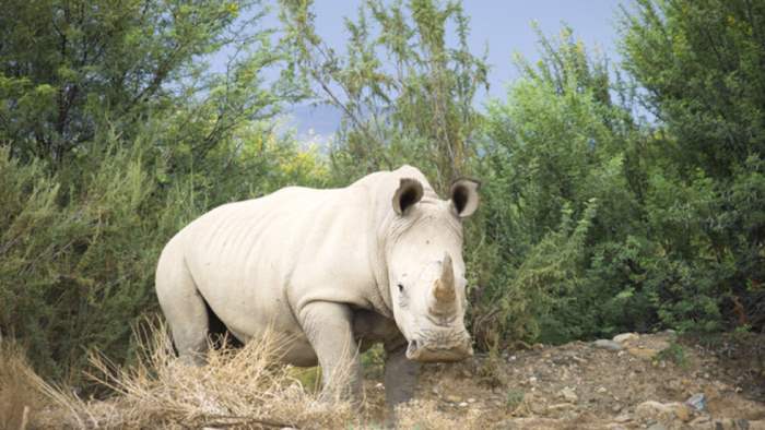 Руанда, Южная Африка, белые носороги,