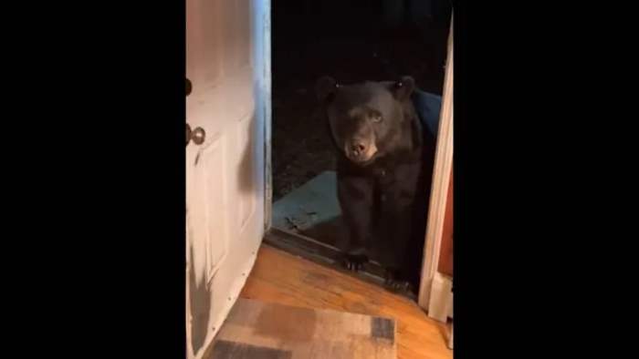 медведь, дверь, Нью-Джерси,