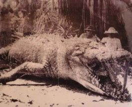 крокодил, Австралия, Кристина Павловски,
