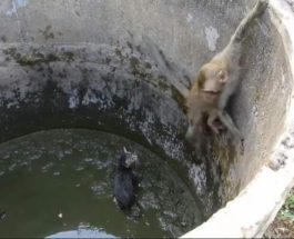 Индия, котенок, обезьянка,