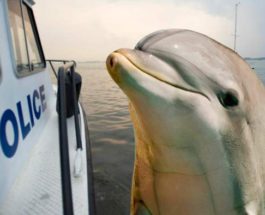 дельфин, Флорида, полиция,