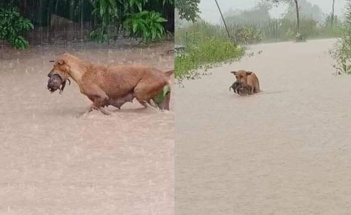 щенок, потоп, наводнение,