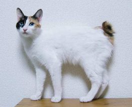 Японский бобтейл, кошка, порода кошки,