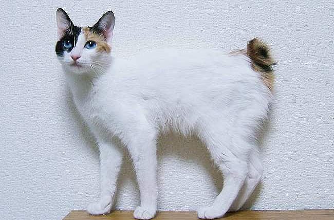 Японский бобтейл, кошка, порода кошки,