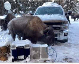 бизоны, Аляска,