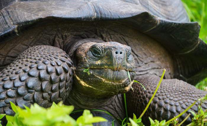 черепаха, галапагосские острова,